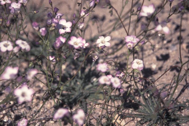 Broad Flowered Gilia