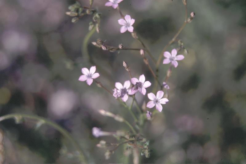 Long Flowered Gilia