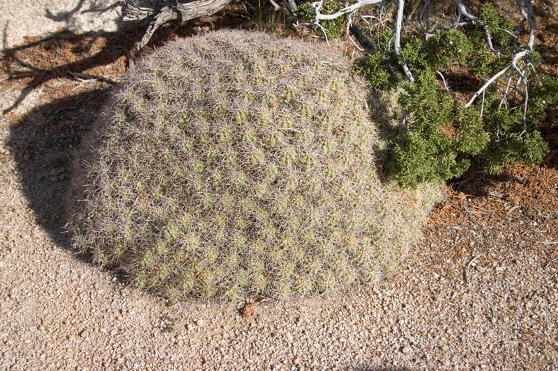 Mojave Mound Cactus