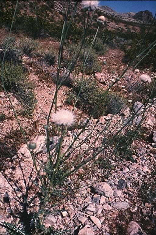 Desert Thistle