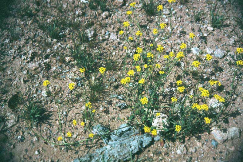 Yellow Menodora